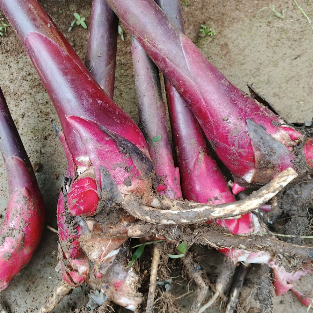 

Jual murah kecombrang merah kualitas terbaik harga satuan