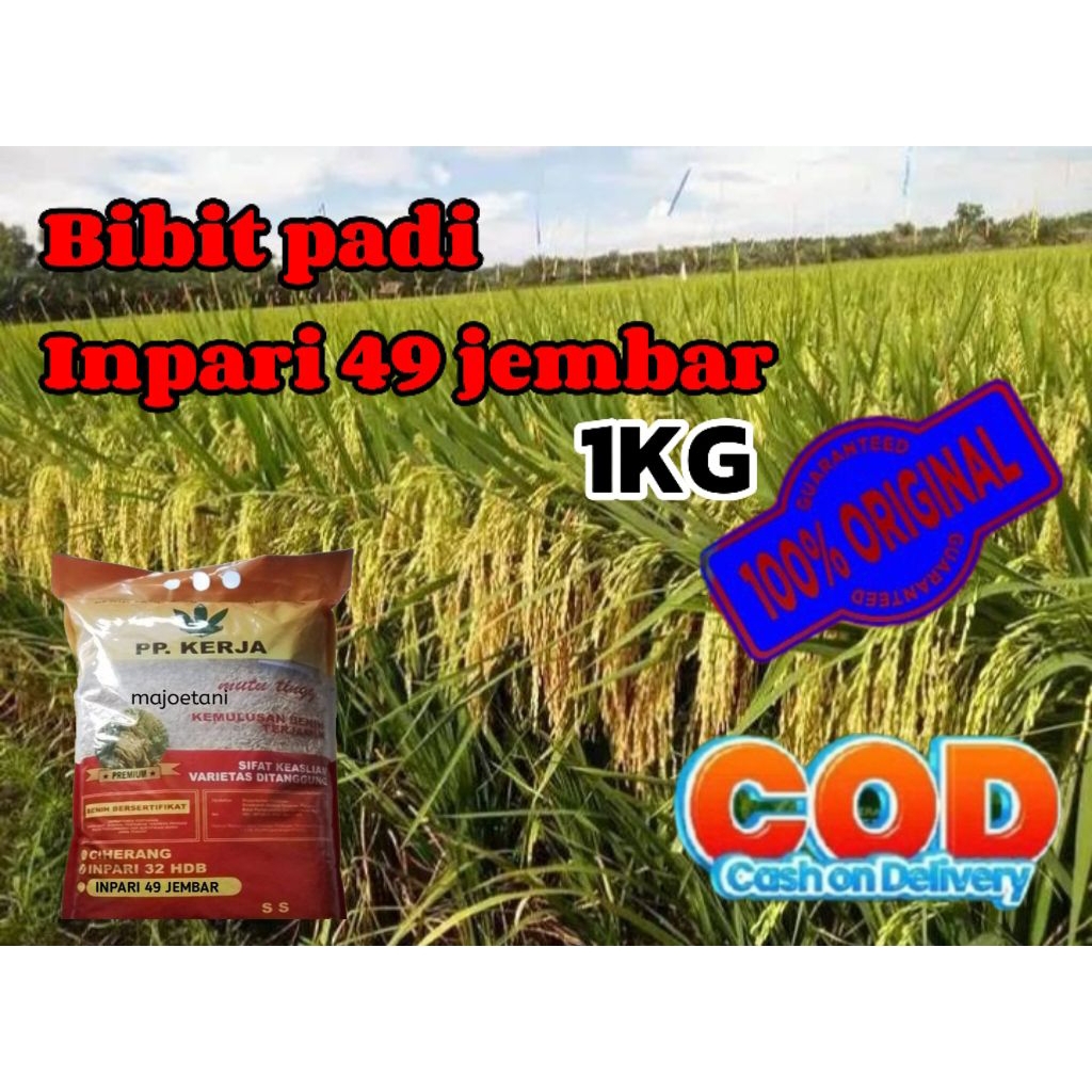Benih bibit padi INPARI 49 JEMBAR super unggul berkualitas kemasan 1KG.