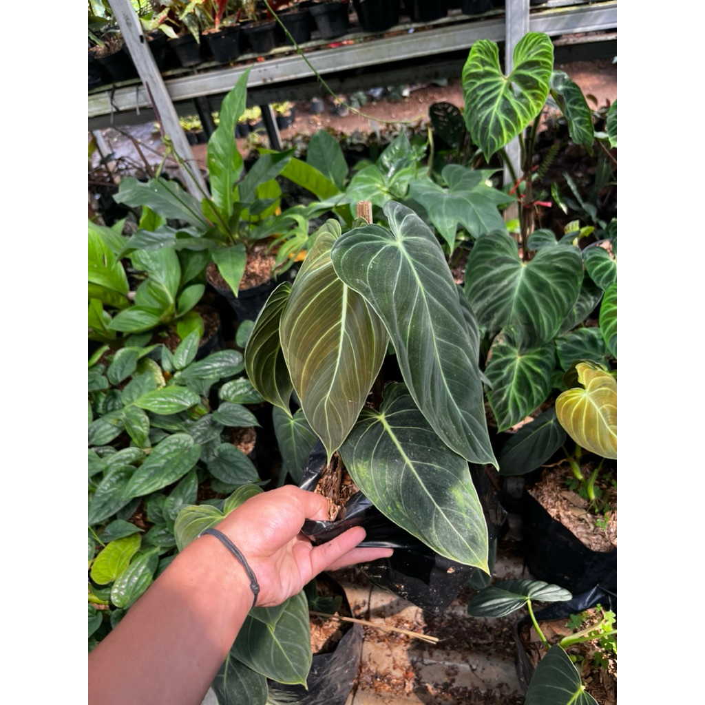 tanaman hias melano crisum - philodendron melano - philo melano