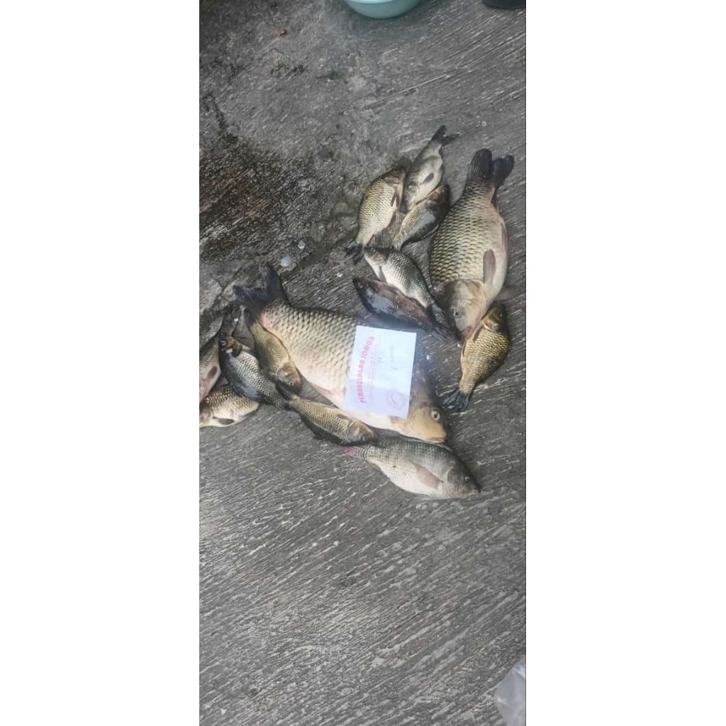 Umpan Ikan mas wangi Amis