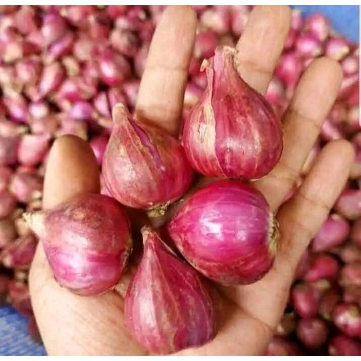 

Bawang Merah Probolinggo Tanggung Besar 1 kg