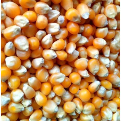 

Jagung Pipil Kering 1kg