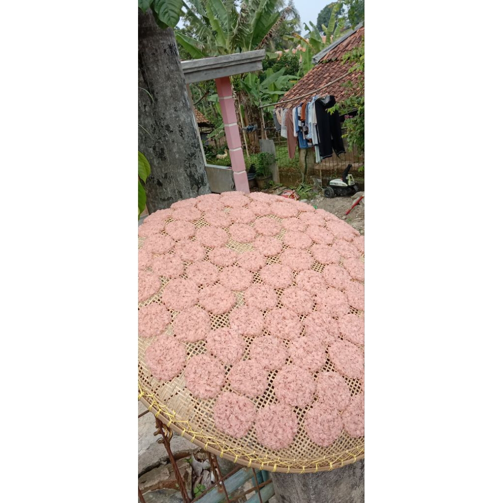 

RENGGINANG / INANG-INANG MERAH ASLI BOGOR