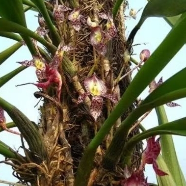 anggrek Bulbophyllum macranthum