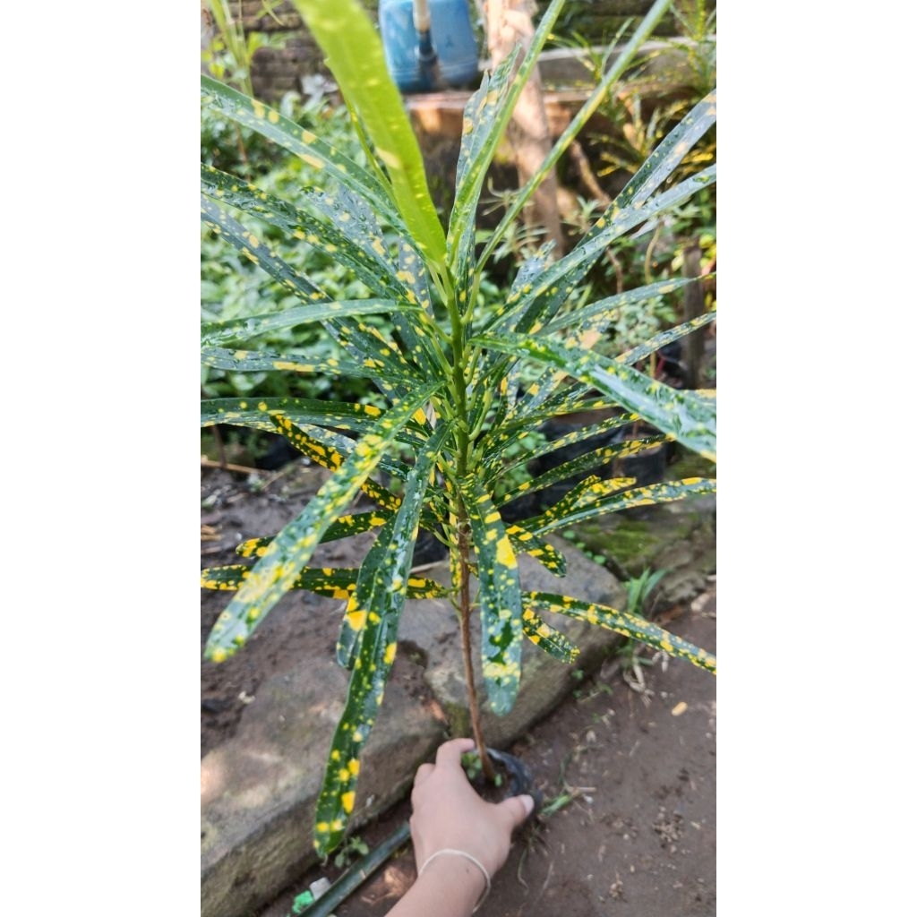 Tanaman puring/tanaman puring hidup/tanaman puring kuning/tanaman aesthetic