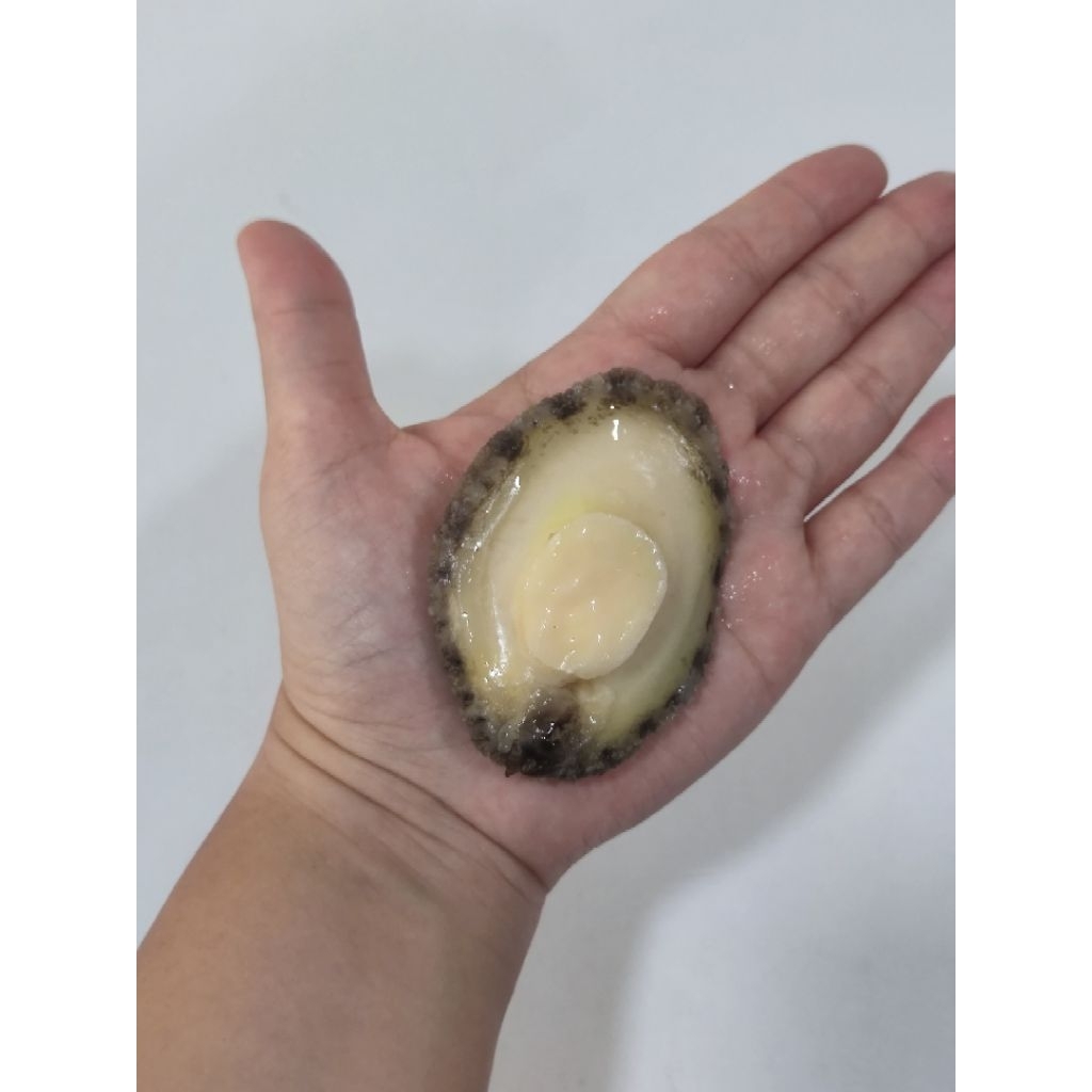 Fresh Abalone dari ABALONE HOUSE ukuran besar 12 bukan kalengan frozen vakum pack