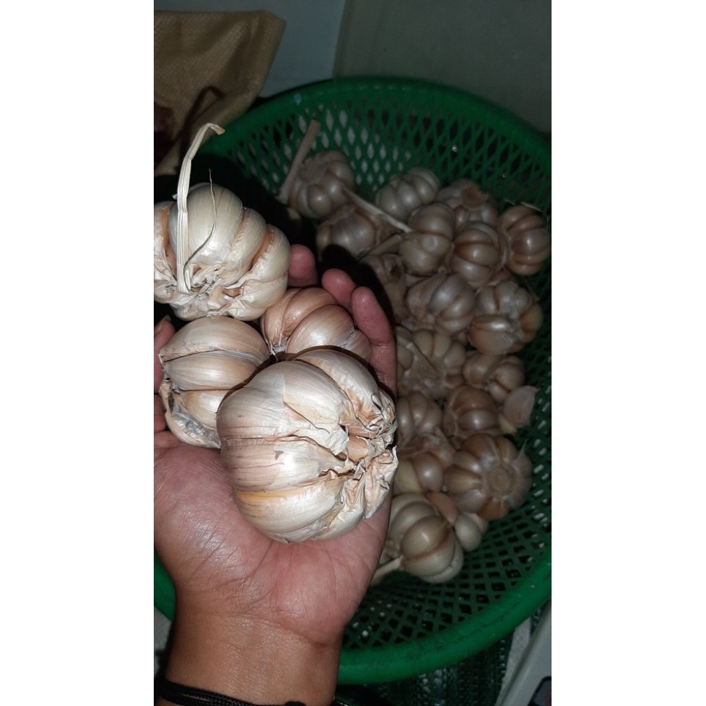

Bawang Putih Lokal Jawa Timur