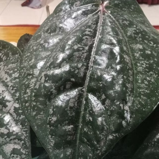 

Daun Sirih Merah 1/2