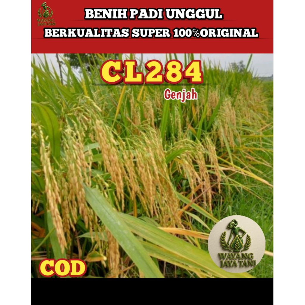BENIH PADI UNGGUL CL284 GENJAH 5KG