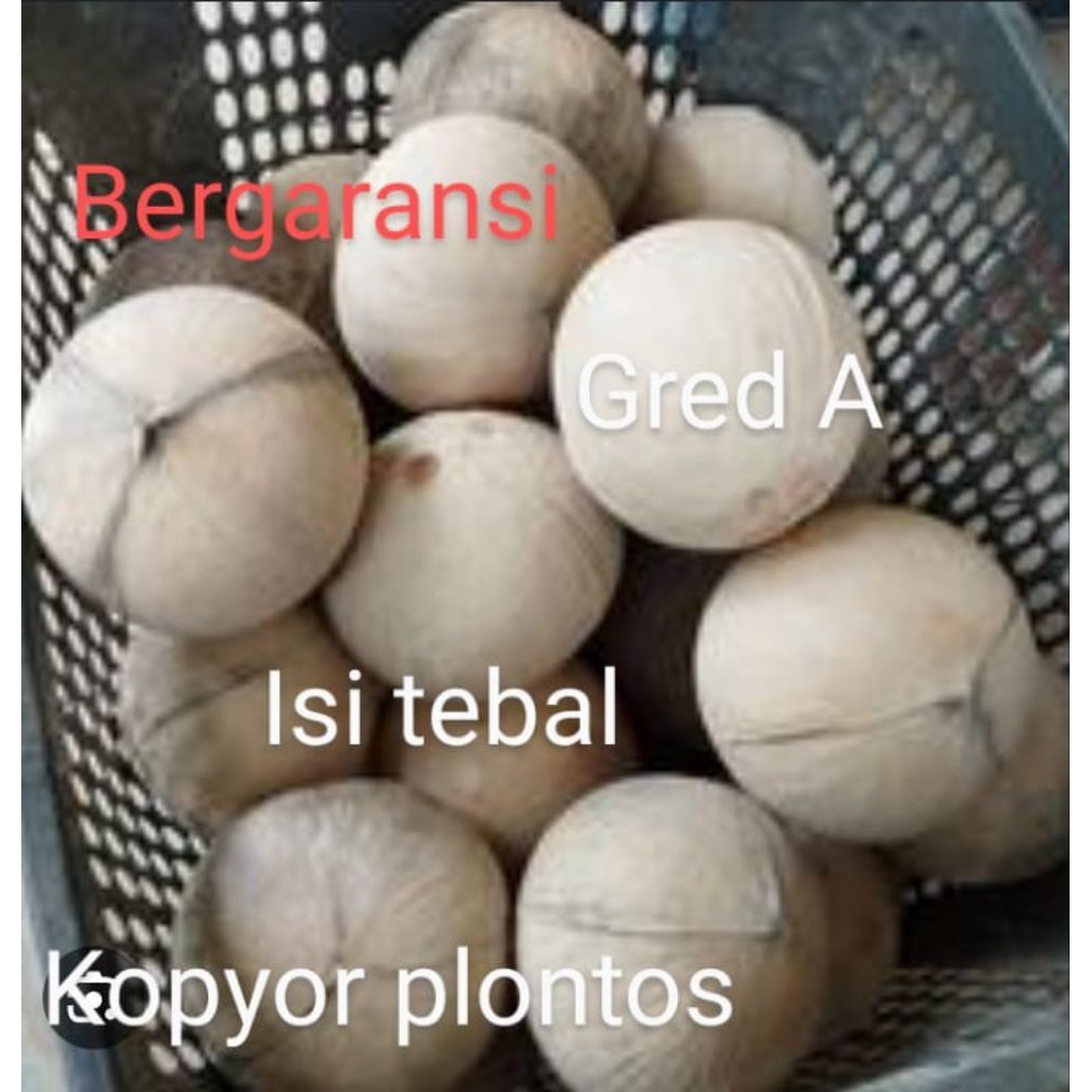 

kopyor Pati uk50-52cm kupas plontos bergaransi