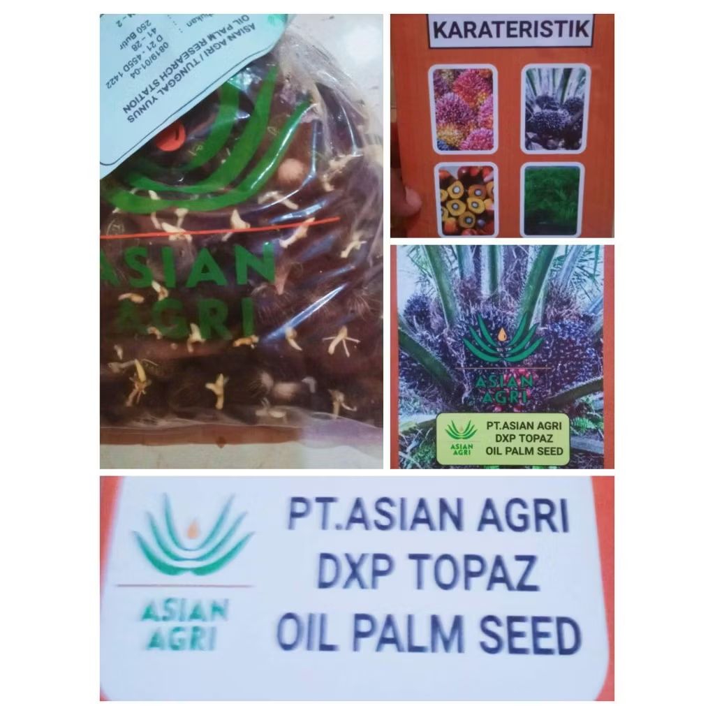 Bibit Sawit Benih Polong Sawit (DXP TOPAZ)