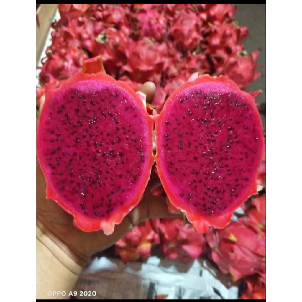 

buah naga 1kg