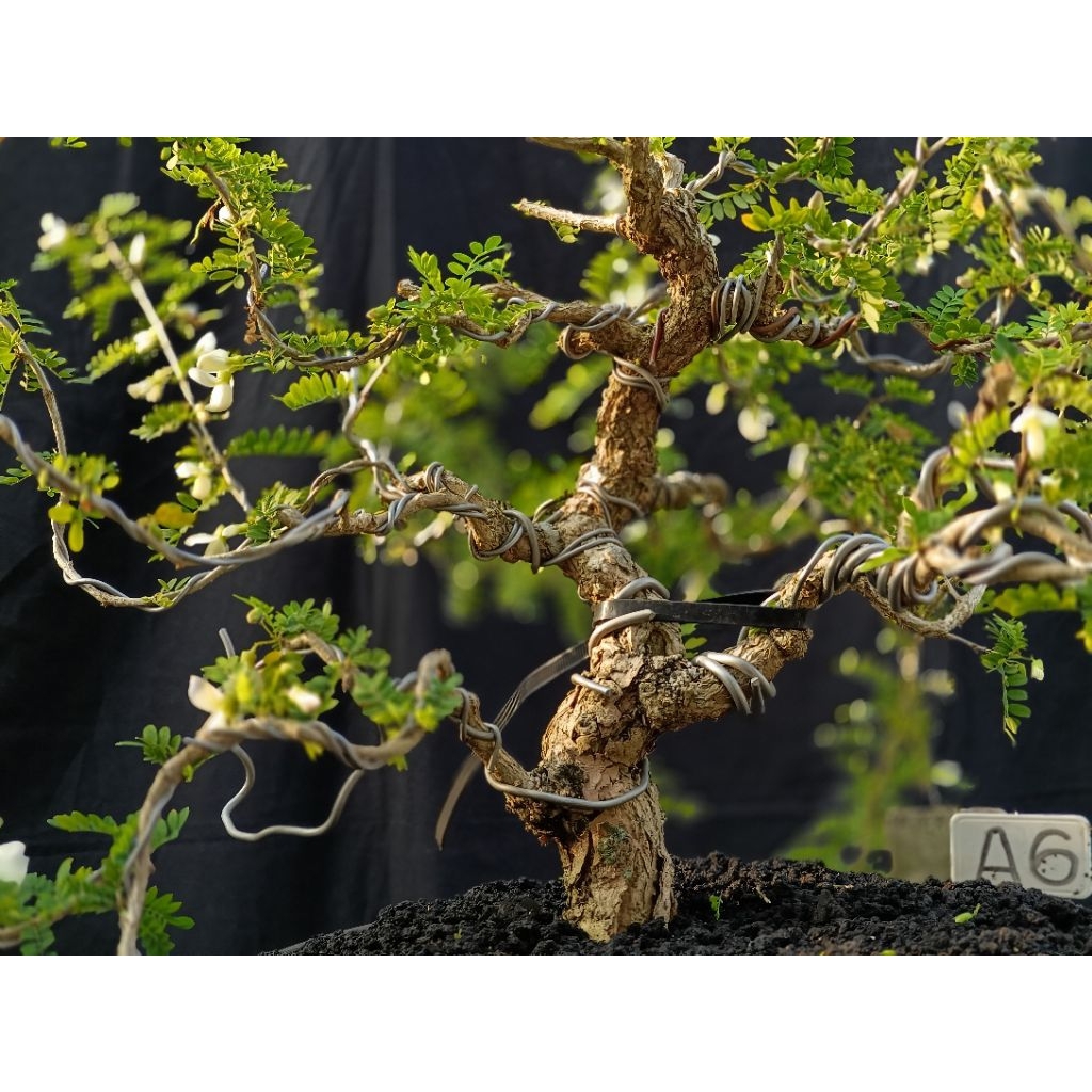BONSAI ASEM SARAF FORMAL