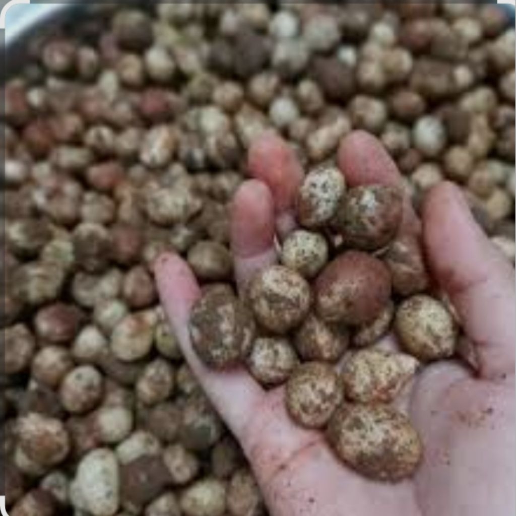 

kacang tanah bogor fres pulen 1000gram