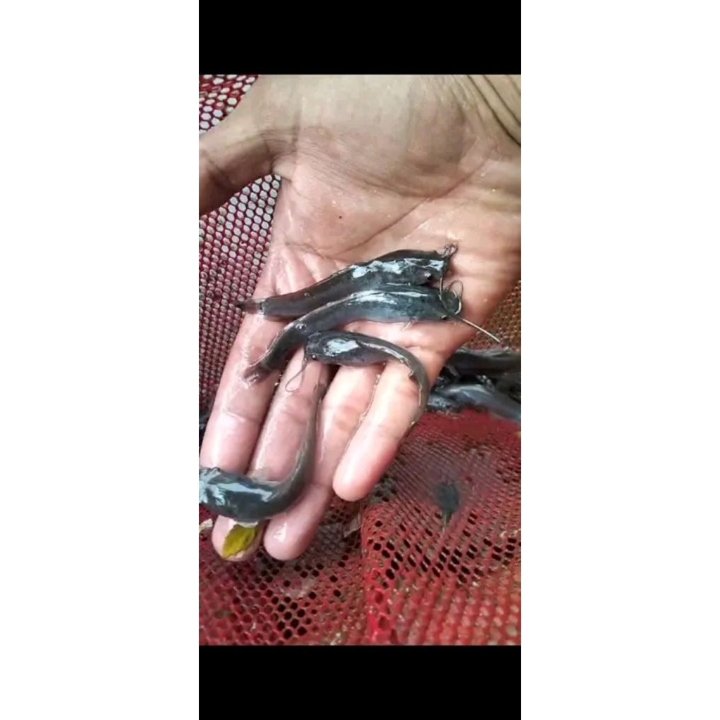 Bibit ikan lele ukuran 7-8cm paketan isi 100