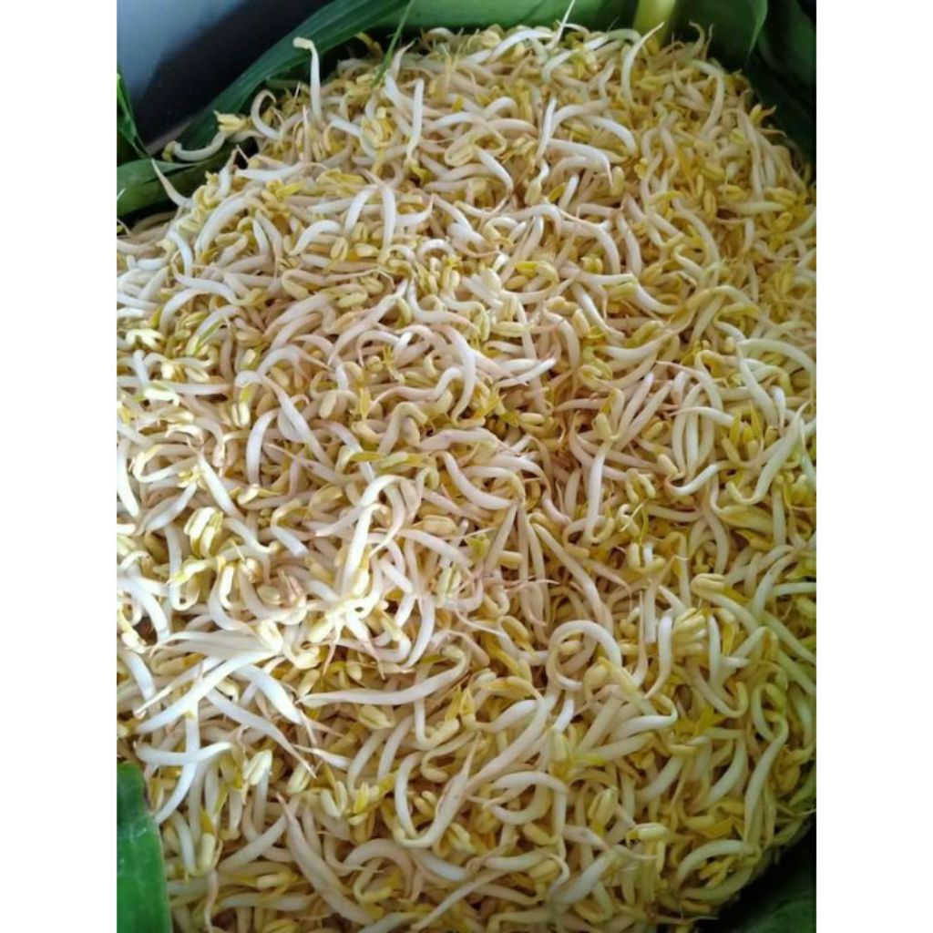 

Tauge Segar Toge / touge segar medan kecambah