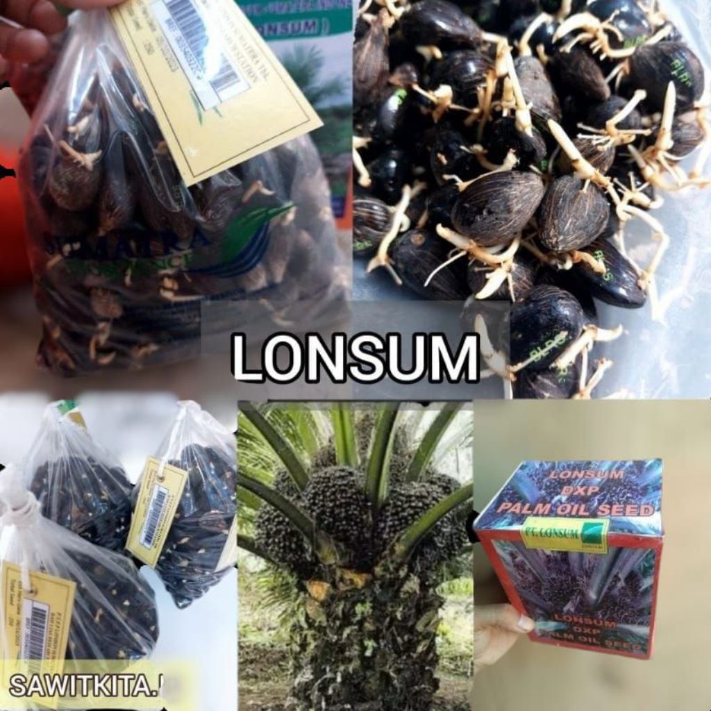 bibit benih kecambah sawit lonsum