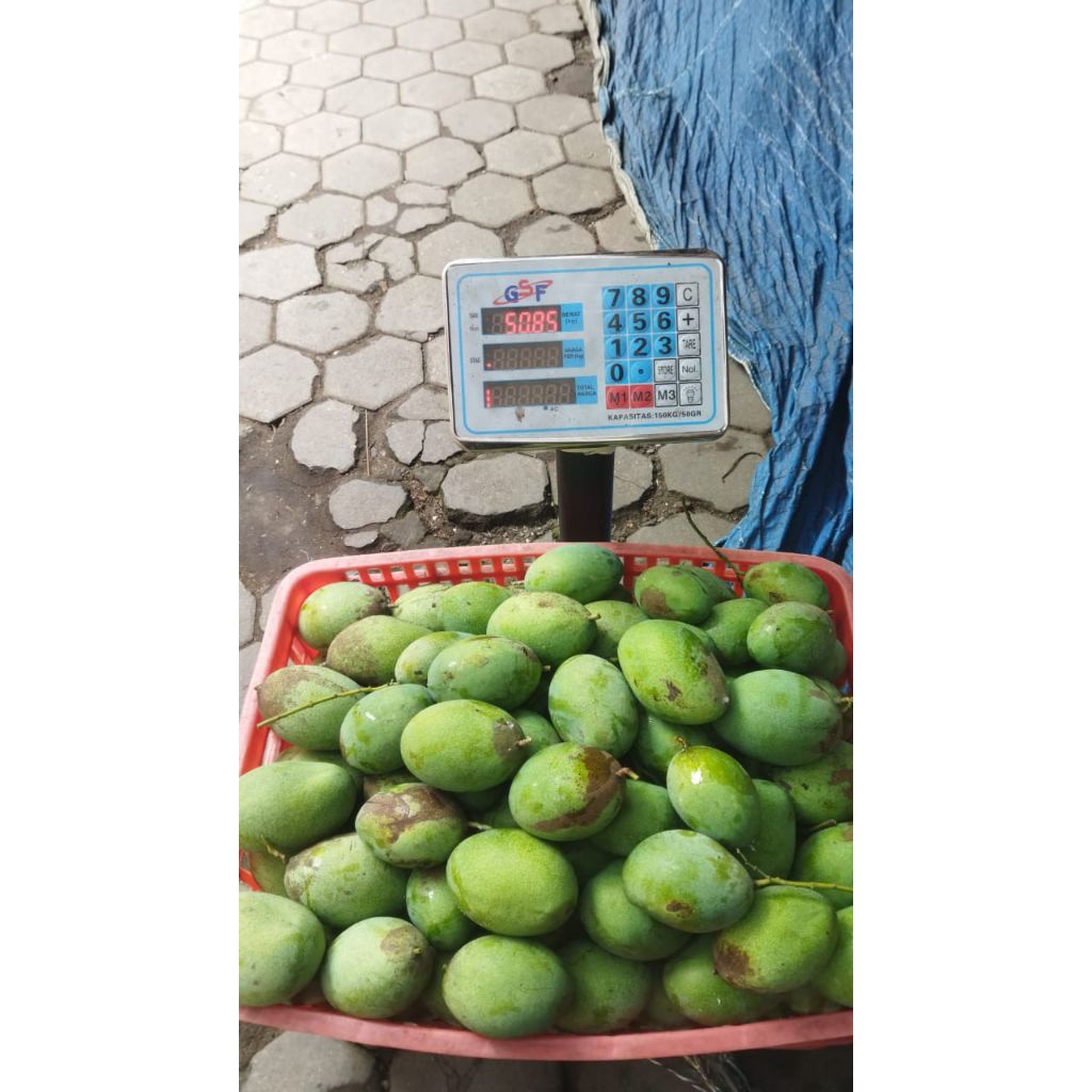 

mangga muda manalagi 1kg