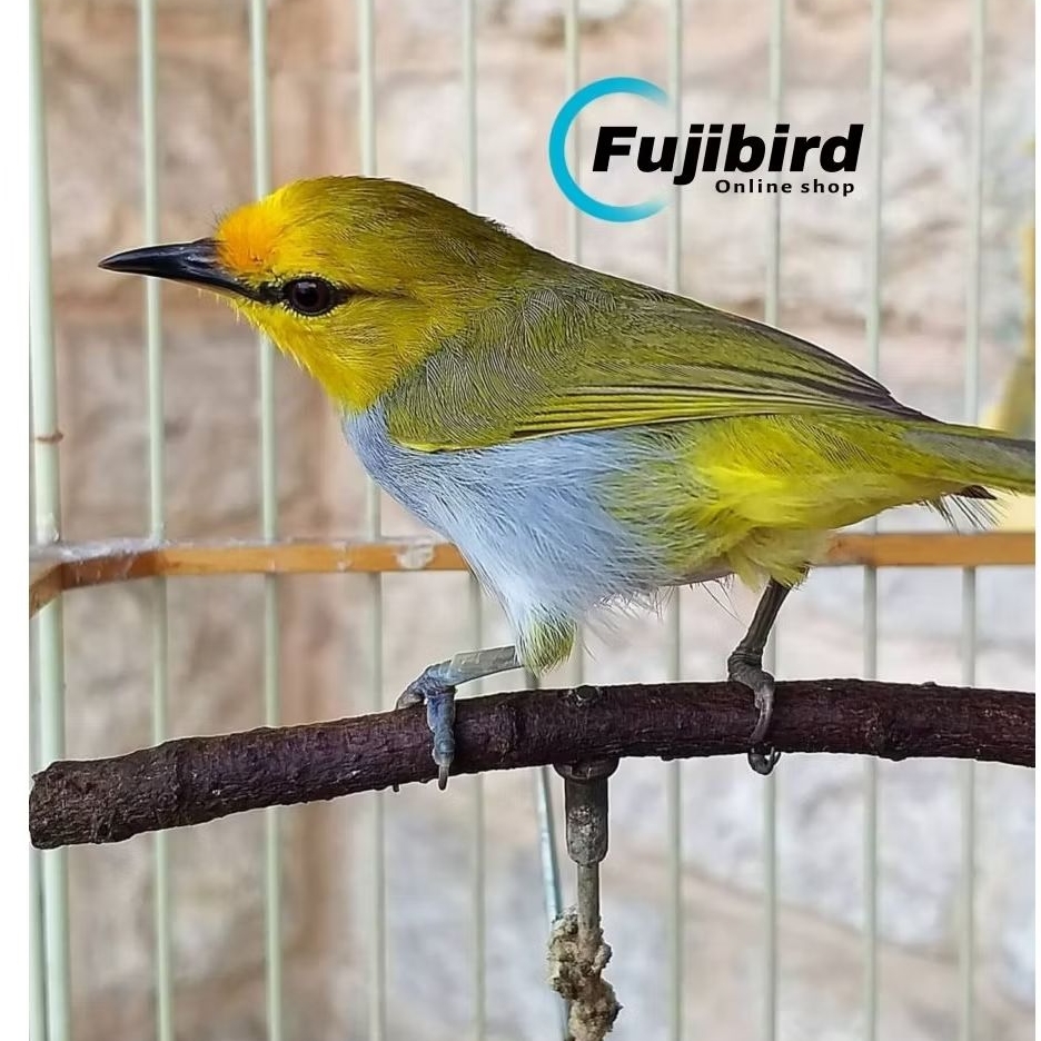 PLECI WALLASEA JANTAN