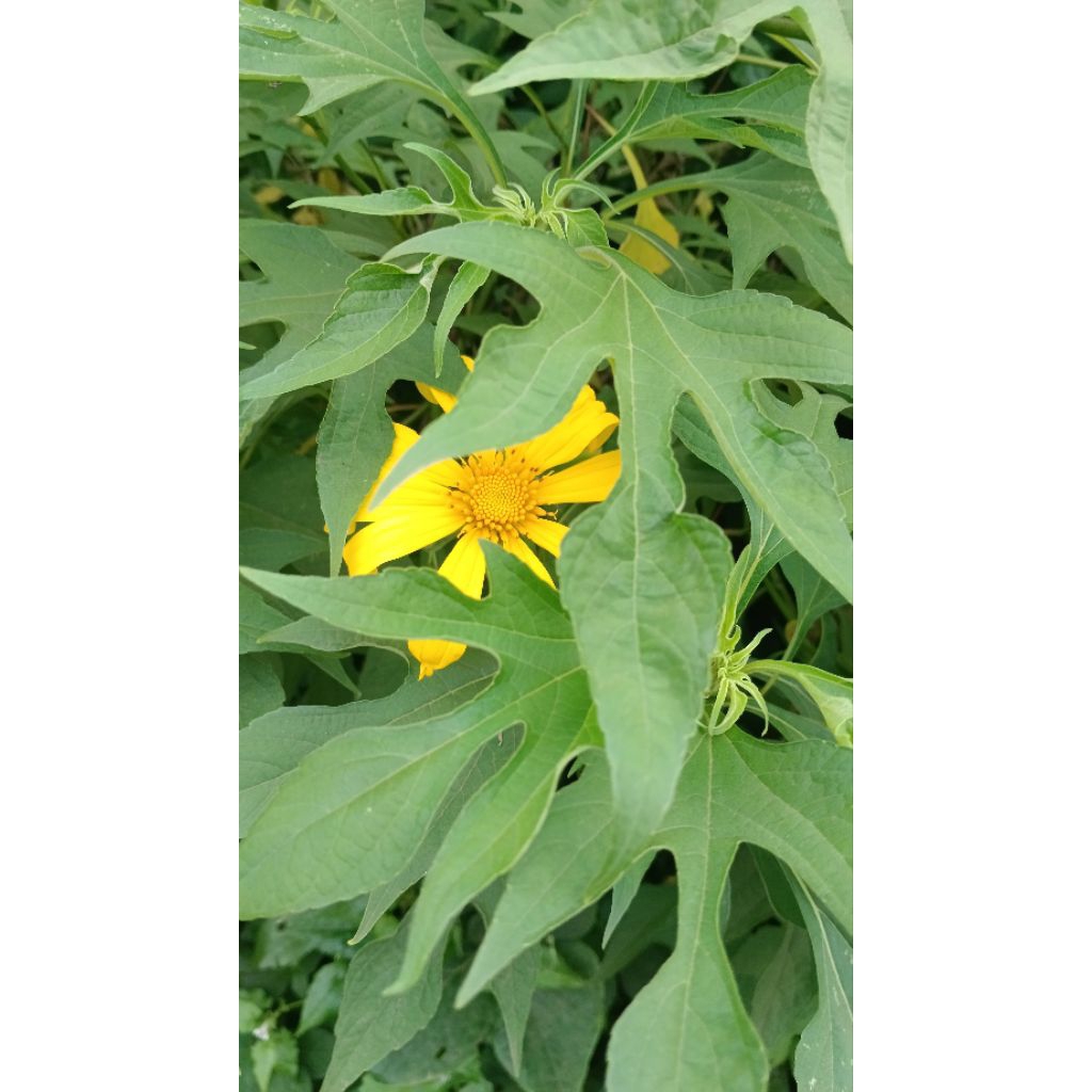 

Daun insulin segar