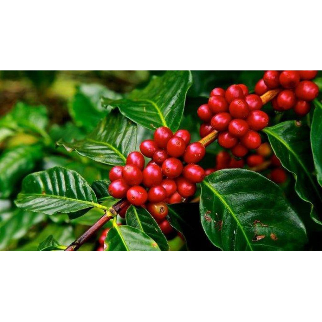 

Buah kopi Arabika segar 1kg