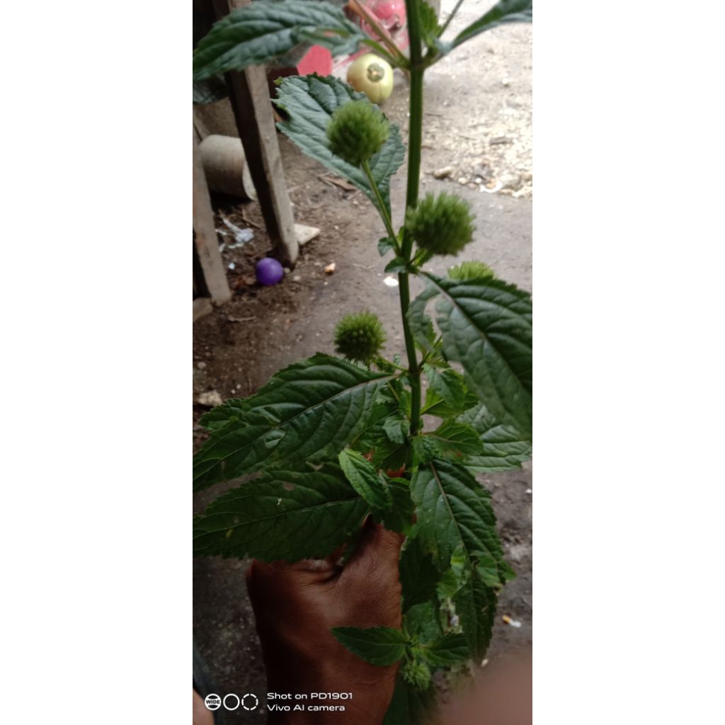 

daun rumput knop atau sering di sebut daun endog-endogan