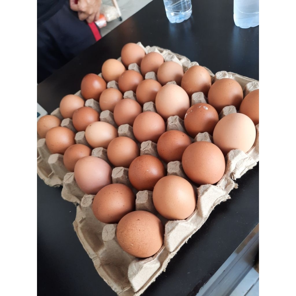 

TELUR AYAM NEGERI 1 TRAY ISI 30PCS INSTANT SERANG ONLY