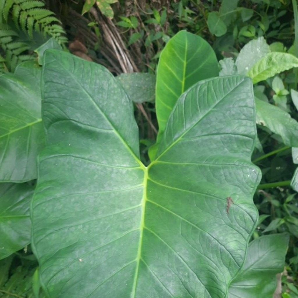 

daun keladi