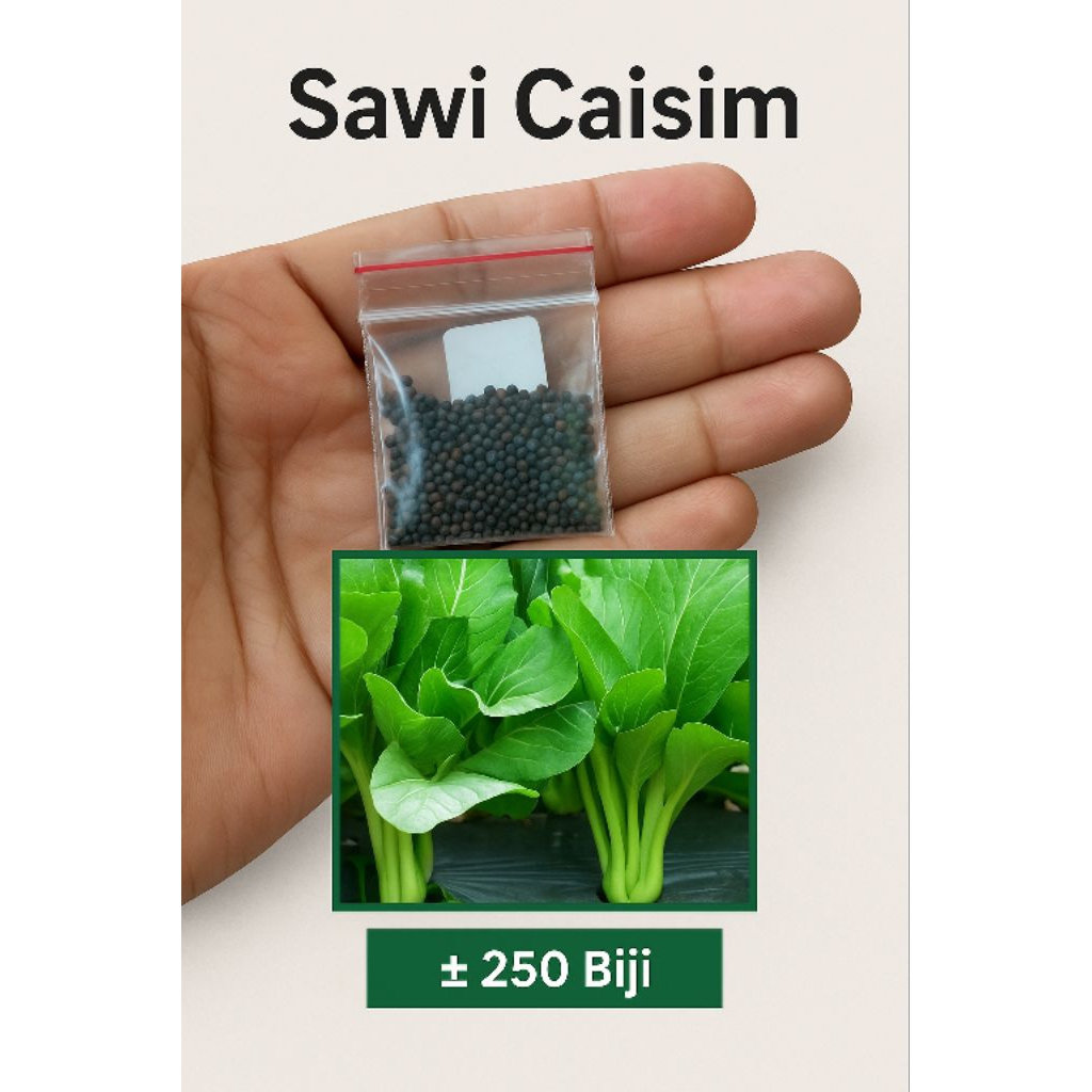 

EXFL0URA SAWI CAISIM MANIS JUMBO/BIBIT SAWI JUMBO