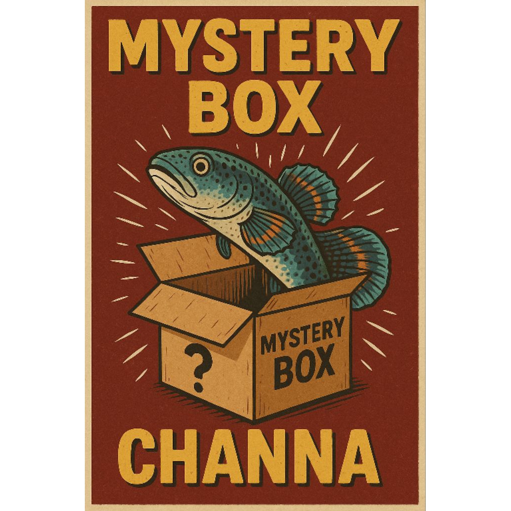 MISTERY BOX IKAN CHANNA AURANTI