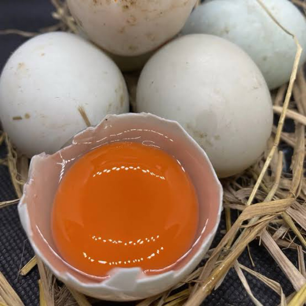 

Telur Bebek Mentah Omega Fresh/Langsung dari peternakan