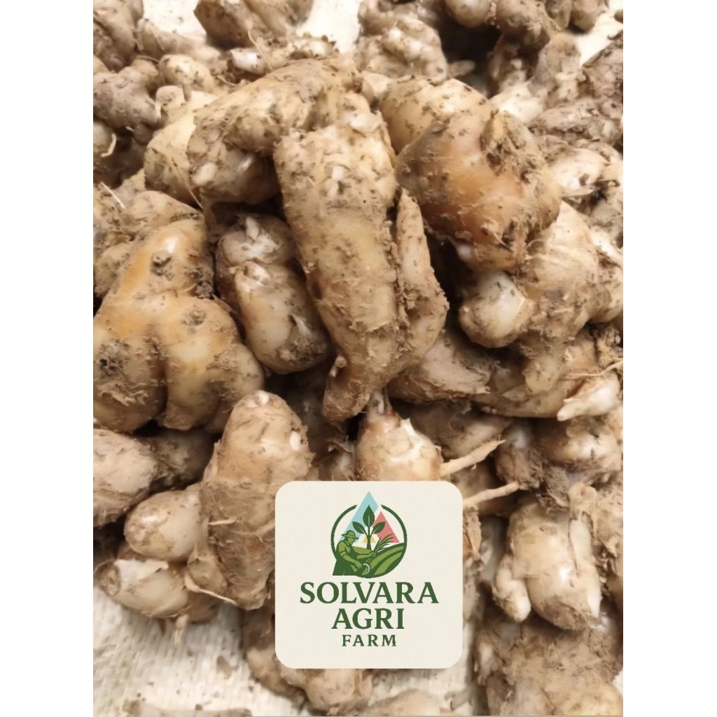 

Kencur Rempah Super Segar Asli dan Tua Fresh Bersih Bumbu Seblak Kemasan 100gram/250gram/500gram/1Kg