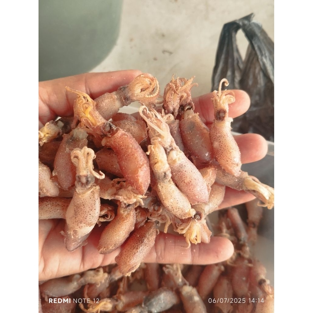 

baby cumi super size 3cm/1000gr