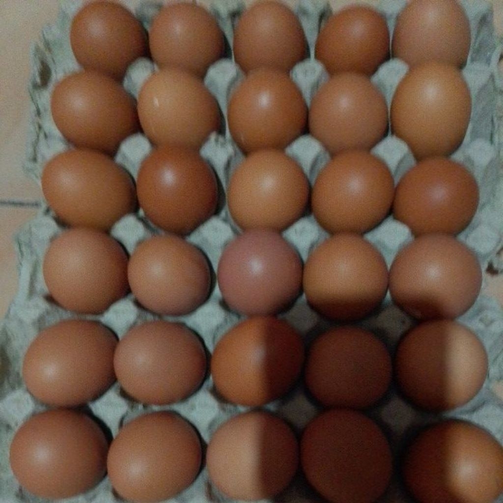 

telur ayam 1kg