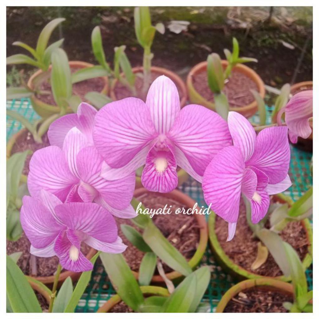 Anggrek Dendrobium Mini Smile Dewasa Siap Bunga