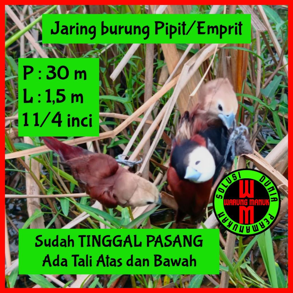 jaring pipit 30 meter siap pakai jaring burung emprit siap pakai jaring burung kecil tinggal pasang 