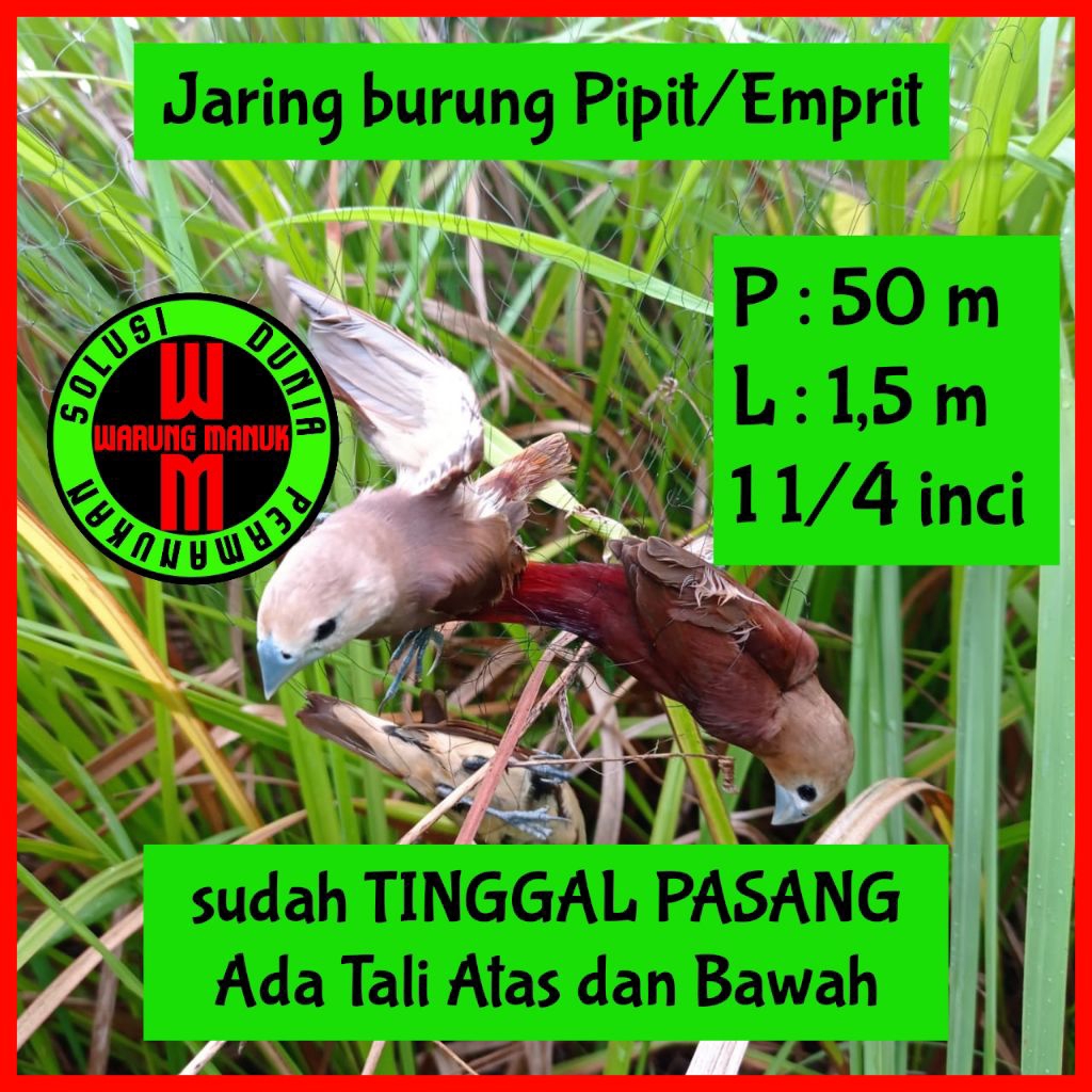 Jaring burung emprit siap pakai jaring burung sawah jaring prenjak jaring ciblek jaring burung kecil