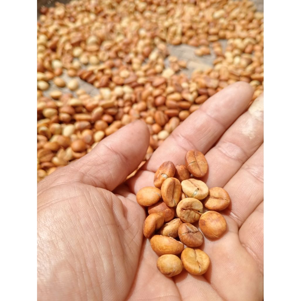 Biji Semai Kopi Robusta Daun Lebar Liwa (KUS)