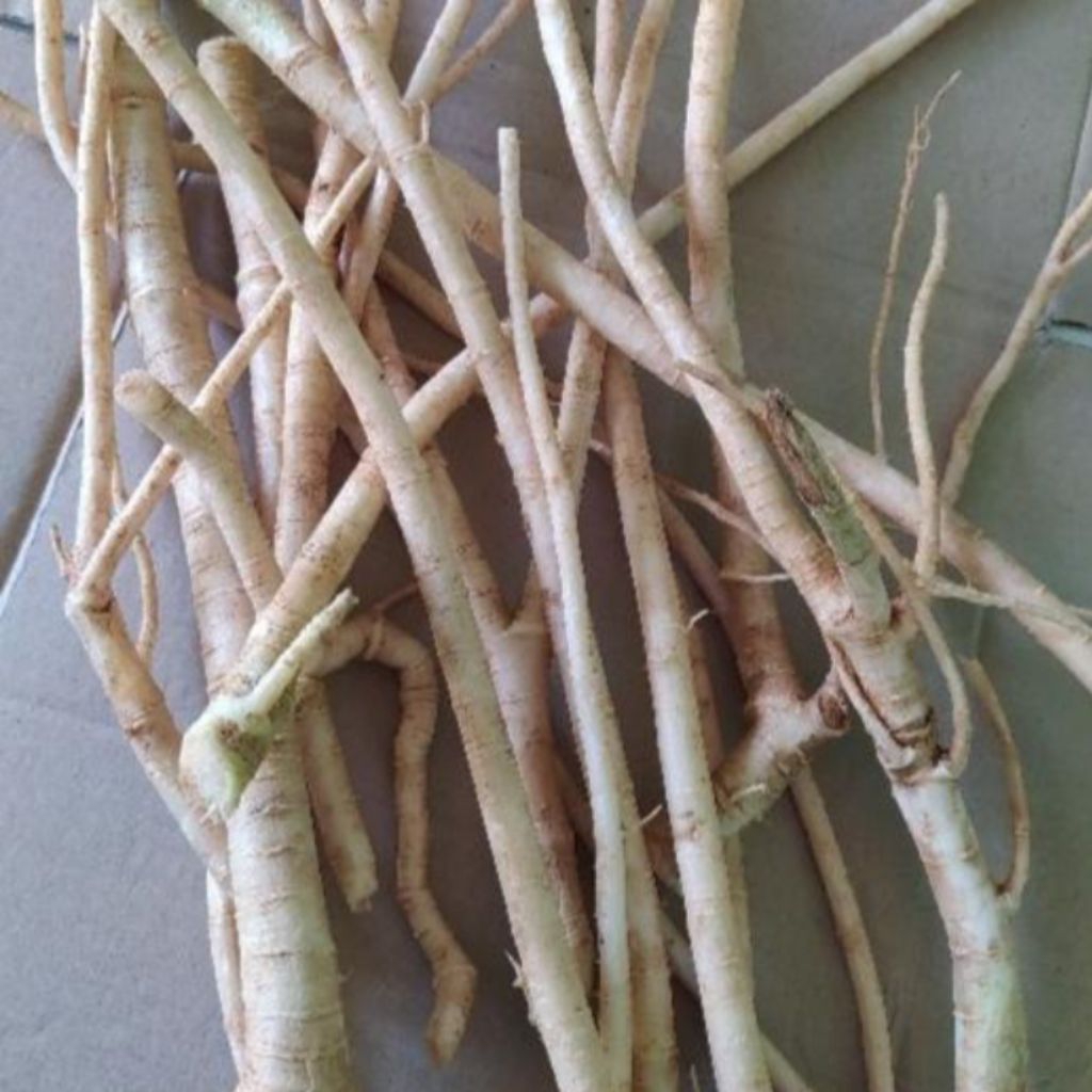 

promo akar pohon pepaya segar kemasan 1kg