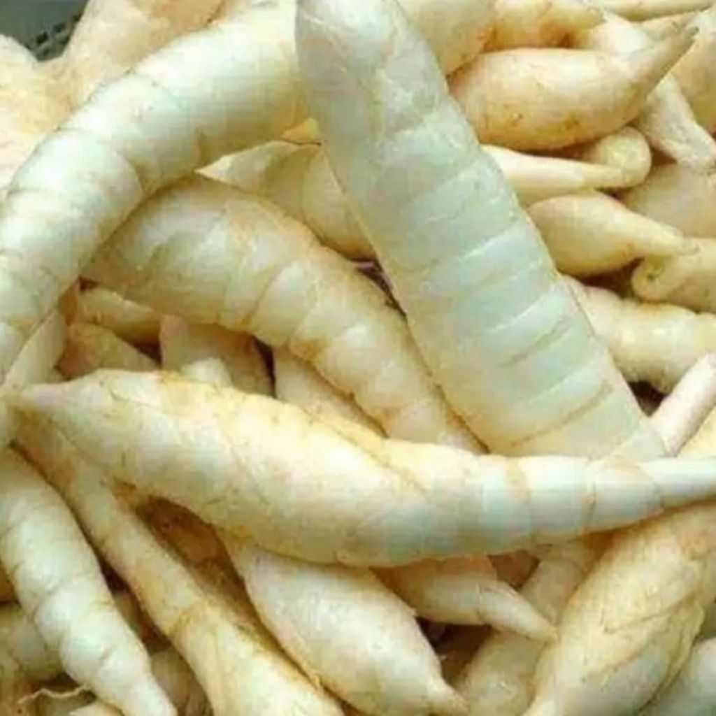 

Umbi Garut Segar 1 kg - Umbi Terigu Fresh Herbal Asam Lambung