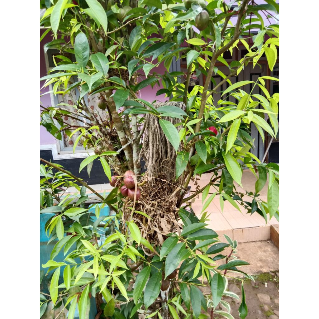 

Ready stok daun simalakama/daun mahkota dewa/100 gr