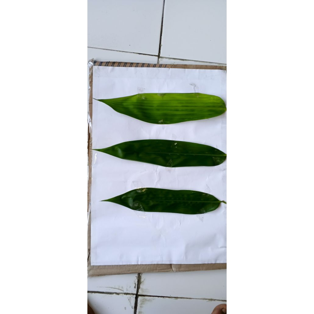

50 LEMBAR DAUN bambu bakcang bacang fresh