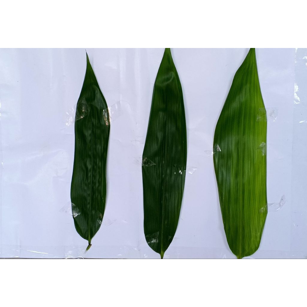 

100 Lembar daun bambu bakcang bacang fresh ukuran 6-7 harga promo