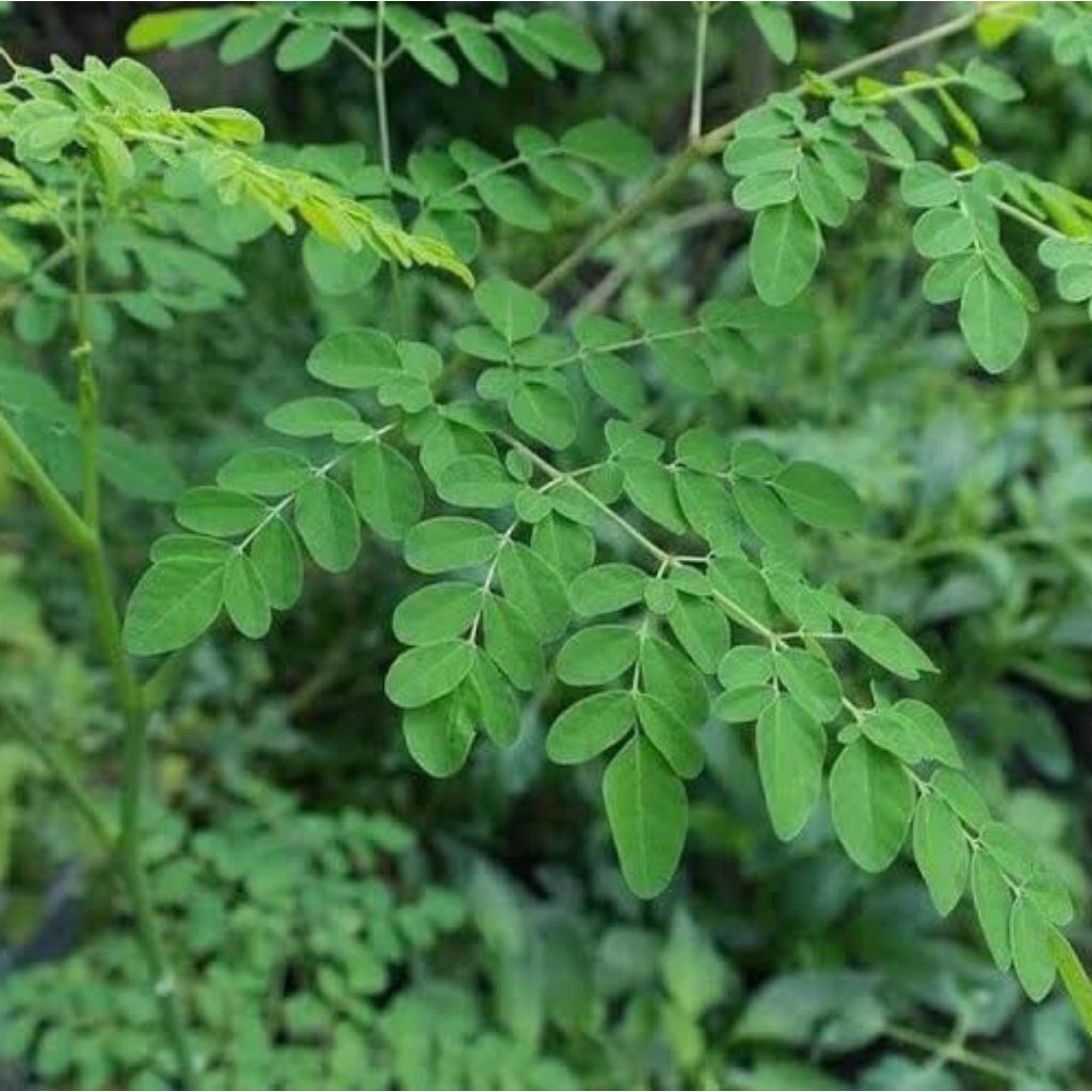 

Daun kelor segar 1kg