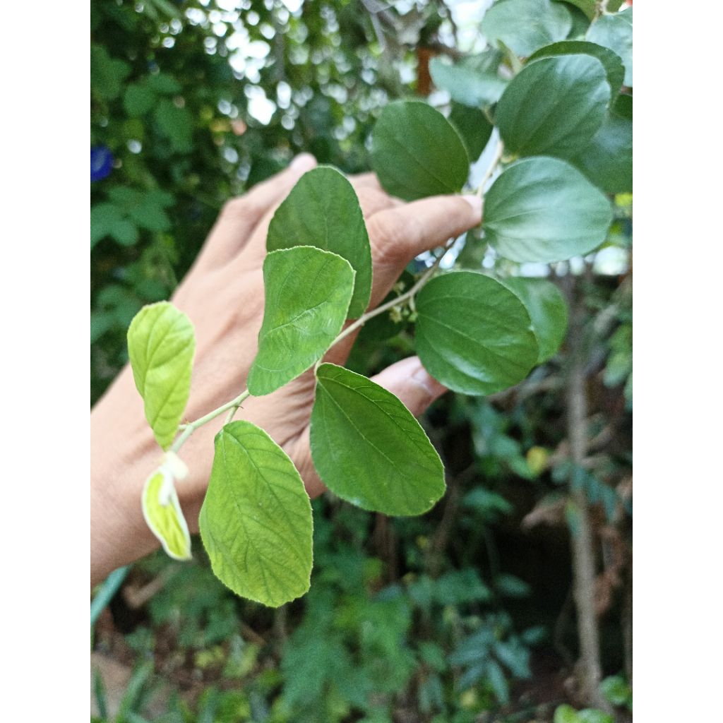 

Daun rukyah daun sidr arab herbal segar per 100 lembar