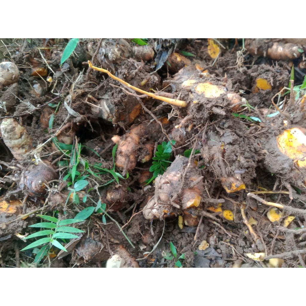 

Temu lawak Segar premium 1 kg baru dipetik ,produksi sendiri banyak banget dikebun temulawak bisa grosir lebih murah