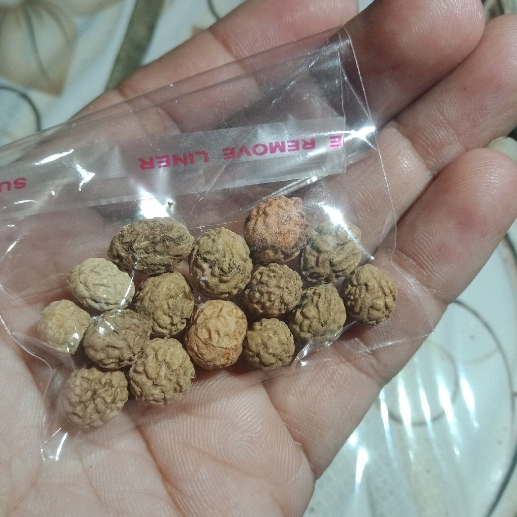 

BIJI BIDARA Belum di kupas (15 butir)