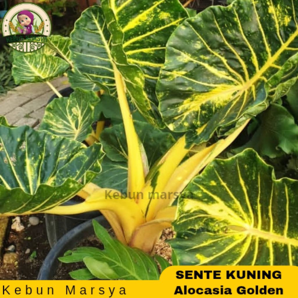 Bibit Sente New Golden Varigata gold Sente Gold Asli ukuran dewasa Alocasia Golden Dewasa