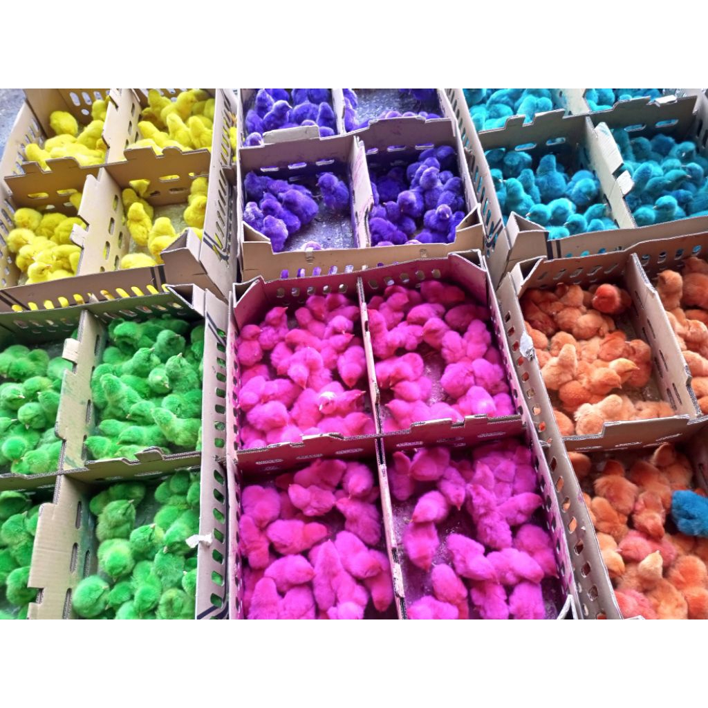 Ayam Warna - Doc Warna - Ayam Pelangi Warna Warni