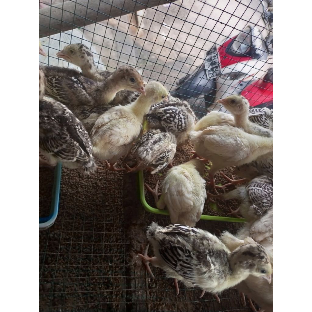 Kalkun Hitam Putih - Ayam Hias Kalkun - Kalkun Coklat Hitam - Kalkun Putih Polos